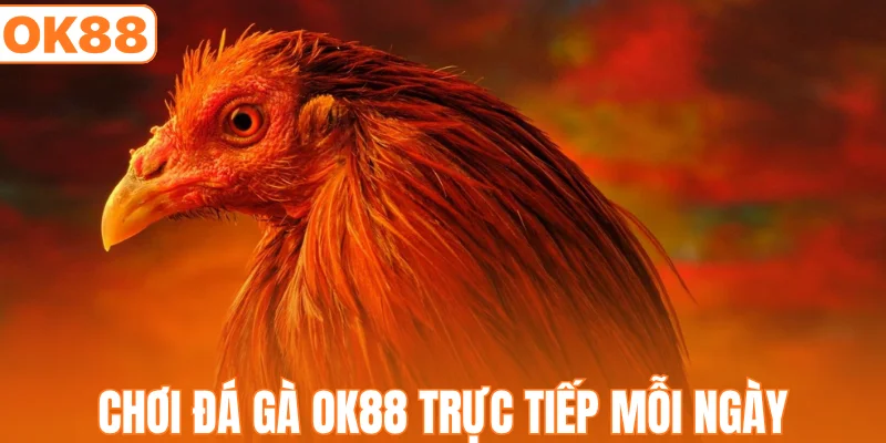 Chơi đá gà OK88 trực tiếp mỗi ngày