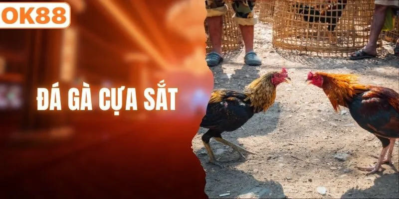 đá gà cựa sắt
