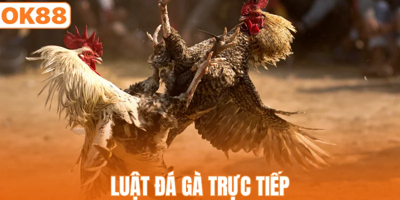 Luật đá gà trực tiếp