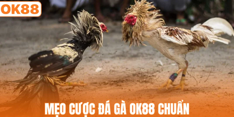 Mẹo cược đá gà OK88 chuẩn